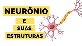 NEURÔNIO E SUAS ESTRUTURAS  Medicina Veterinária [upl. by Anahgem140]