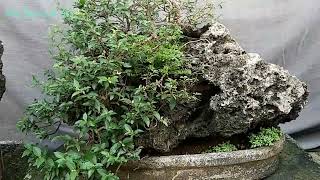 Malphigia glabra in stone pot [upl. by Mundford]