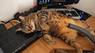 Bobo The Cat Loves Vacuum Cleaners Compilation  掃除機に吸われてヘブン状態なネコ [upl. by Joktan]