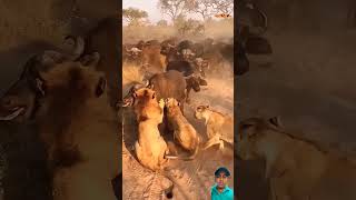 animals wildlife a lion attack in groupyoutubeshorts video subscribe 🙏🏻 [upl. by Vaclava]