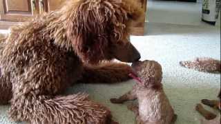 Red standard poodle puppies having fun playing [upl. by Notnilk]