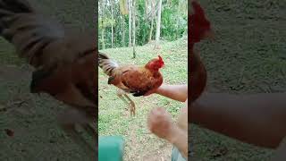 Hennie 💯 chicken trending highlights [upl. by Atived]