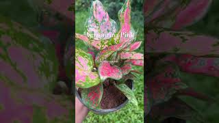 Aglaonema aglonema aglaonema plantlover plantforsale homegarden kerala pala indoorplants [upl. by Ahsiner]