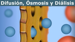 Difusión Ósmosis y Diálisis divulgación científica IQOGCSIC [upl. by Haskell]