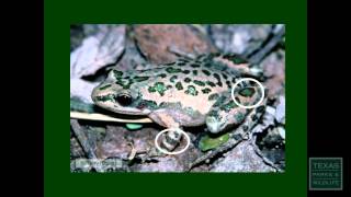 Frog Calls Made Easy Spotted Chorus Frog  Tips from a Wildlife Biologist [upl. by Ryle]