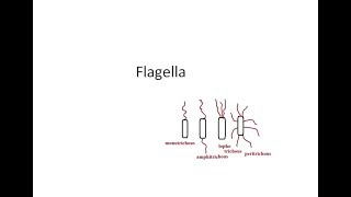 Microbiology 040 a Flagella Arrangement Bacteria Motility Structure Demonstrate Craige tube hanging [upl. by Seravart]