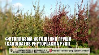 Фитоплазма истощения груши Candidatus Phytoplasma pyri [upl. by Lliw]