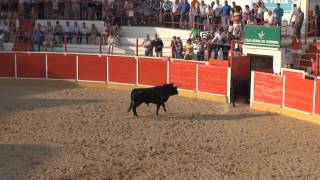 ESPECTACULAR DESENCAJONAMIENTO DE NOVILLOS EN FITERO NAVARRA 12 09 2014 [upl. by Manara313]