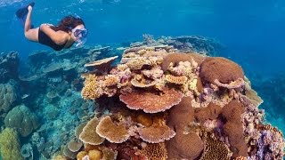 La Gran Barrera de Coral es el sistema de arrecife de coral más grande del mundo [upl. by Otrevlig656]