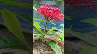 How To Grow Ixora Plant From CuttingShorts [upl. by Anear]