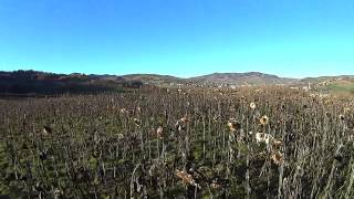 Caccia al fagiano e alle starne con il Breton [upl. by Clair]