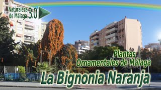 Plantas Ornamentales de Málaga – La Bignonia Naranja o Trompetero Naranja Pyrostegia venusta [upl. by Diamond89]