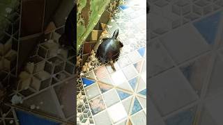 TORTOISE 🐢 RUNNING turtlelove turtle tortoise turtlelover pets ytshorts shortsvideo [upl. by Ahsinrats]