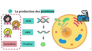 Du gène à la protéine 🧬 [upl. by Bette-Ann]