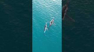 Le balene stanno migrando 🐋 lungo le coste dell’Australia 😍 australia whale [upl. by Ikiv]