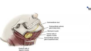 Submandibular and Sublingual Salivary Glands  Dr Ahmed Farid [upl. by Cnut]