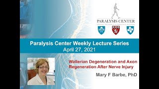 Wallerian Degeneration and Axon Regeneration After Nerve Injury  Mary F Barbe PhD [upl. by Drislane702]