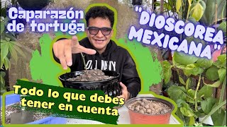 Dioscorea mexicana  Todo lo que debes tener en cuenta  Planta Caparazón de tortuga [upl. by Neils]