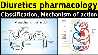 Diuretics pharmacology  Mechanism of action  Classification  Thiazide diuretics pharmacology [upl. by Mundford990]