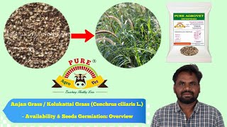 Anjan grass  Kolukattai grass Cenchrus ciliaris L  Availability amp Seeds Germination [upl. by Moir]