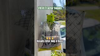 BEST OUTDOOR FLY TRAP homesteading outdoors flytrap rescue pestcontrol tractorsupply [upl. by Aleacim938]