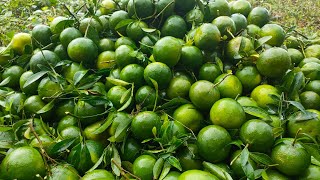 MANDARIN ORANGE SINTURISDALANDAN HARVESTING WHILE RAINING [upl. by Heiskell]