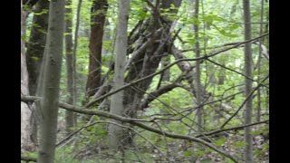 Bigfoot Habitat and Big Bolete Mushrooms [upl. by Ahsertal508]