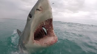 17 Foot Great White Attacks Swimmer  Albert Kogler [upl. by Merc798]