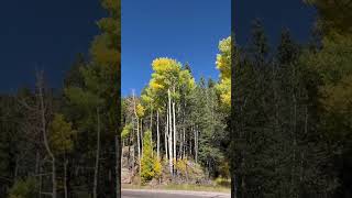 A fantastic leaf viewing spot in Colorado🍁 🤩 colorado fallleaves shorts [upl. by Rebhun728]