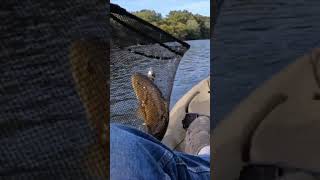 smallmouthbass susquehannariver fishing BIG SMALLIE during FAKE FLOOD [upl. by Stanfill]