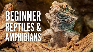 20 Best Beginner Reptiles and Amphibians [upl. by Hazelton]