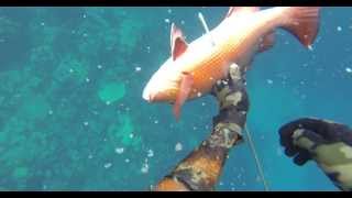 Twin Spot Snapper Spearfishing صيد سنوركل البحر الاحمر بهار [upl. by Nywde856]