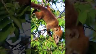 Coati picks fruit coatimundi animals [upl. by Theola]