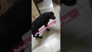 🏃😬 ruko m bhi aya labrador funny honeythelabra [upl. by Temp]