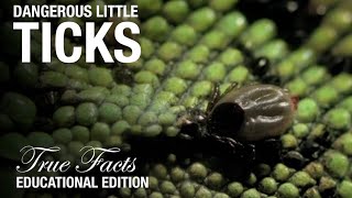 Ticks Educational Edition [upl. by Yerhpmuh]