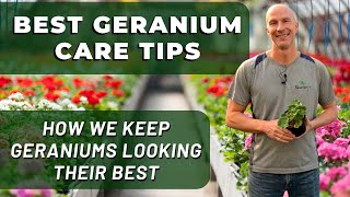 Best GERANIUM Care Tips  What Weve Learned To Keep Geraniums Looking Their Best [upl. by Noonan10]