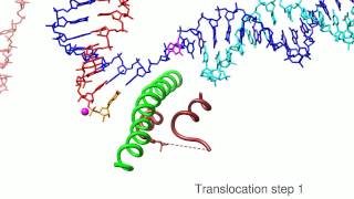 A movie of RNA Polymerase II transcription [upl. by Alcinia]