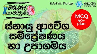 ස්නායු ආවේග සම්ප්‍රේෂණය හා උපාගමය  Transmission of Nerve Impulses amp Synapse  EduTalk Biology [upl. by Yug]