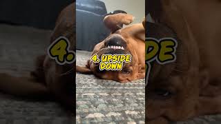 Dogs 10 Funniest Sleeping Positions 💤😂 WATCH TIL END  funnydogs viralshort cutedog labrador [upl. by Gillett362]