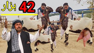 kamori bakri  2024 تاریخ 18  اتوار بازار منڈی Bade kanon wali goat [upl. by Annaiek]