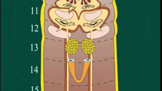 Understanding the Reproductive System of Earthworms [upl. by Noirod174]