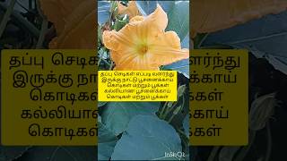 Tappu chedigal poosanikai kodigalgardening tamil  vivasayam [upl. by Sweeney]