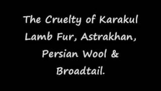 Karakul Lamb Fur Cruelty [upl. by Nylarahs872]