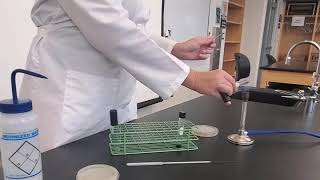 Lab 517 Gelatinase Test [upl. by Malone]