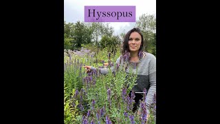 Hyssop Medicine from the Ivywood Garden [upl. by Annaliese]