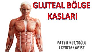 Gluteal Bölge Kasları  KAS ANATOMİ si KONU ANLATIMI 9 [upl. by Ihcego842]