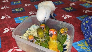 Leo ki masti  Moluccan Cockatoo funny video [upl. by Alehcim]