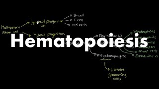 Hematopoiesis Overview [upl. by Zondra6]