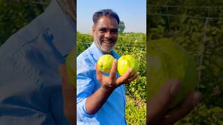 Amrud ki kheti 🍐🍎agriculture kisan farmer indianfarmer farming viralshort [upl. by Estren401]