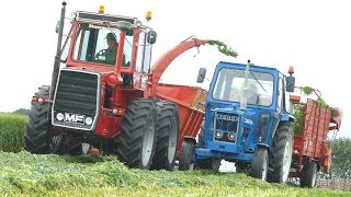 Massey Ferguson 1200  Making Powerfood Silage w Taarup 502 Forage Harvester  Agriculture [upl. by Ariat]